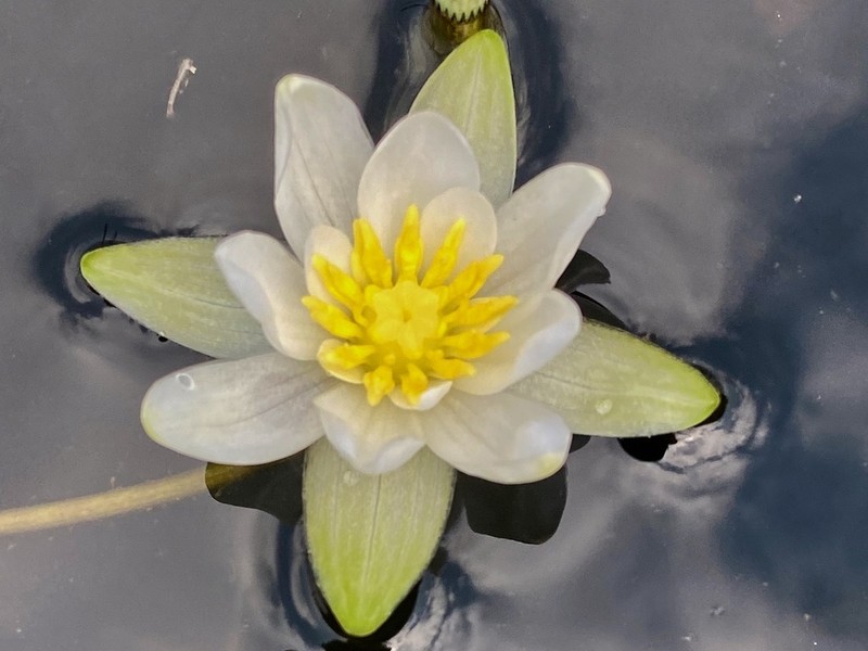 Pygmy Waterlily photo 2