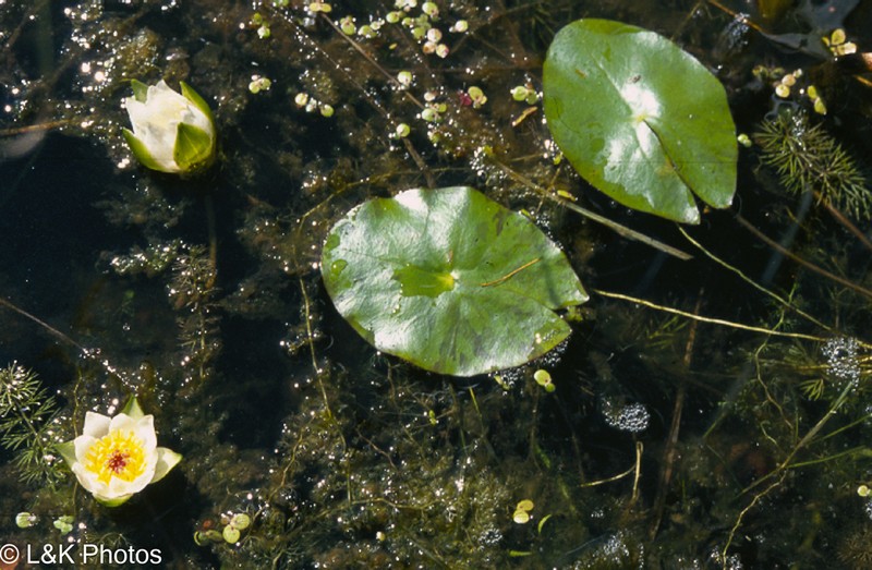 Pygmy Waterlily photo 3