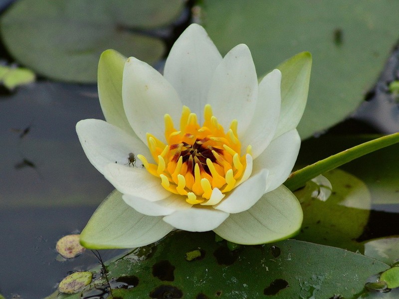 Pygmy Waterlily photo 4
