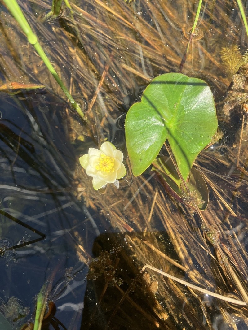 Pygmy Waterlily photo 5