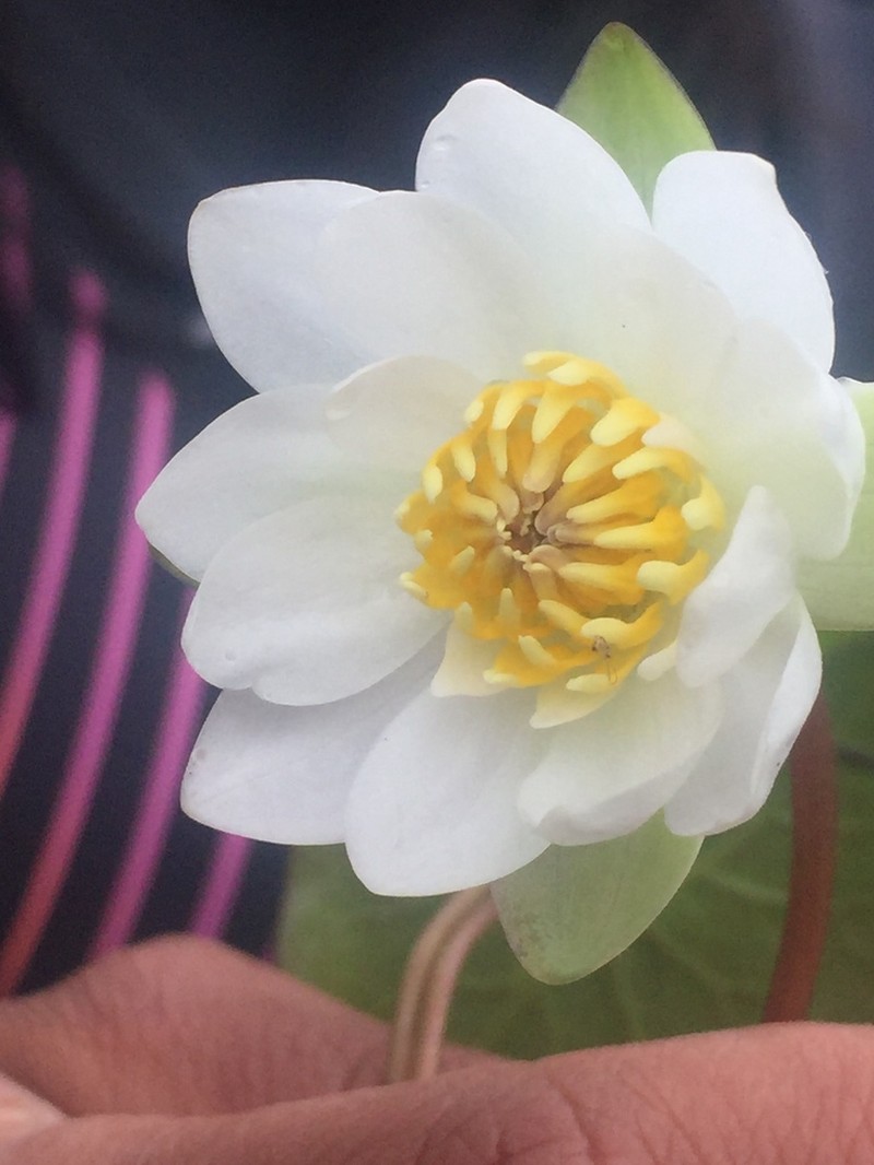 Pygmy Waterlily photo 6