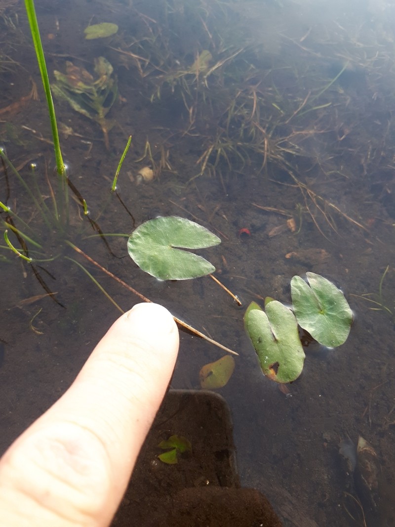 Pygmy Waterlily photo 7