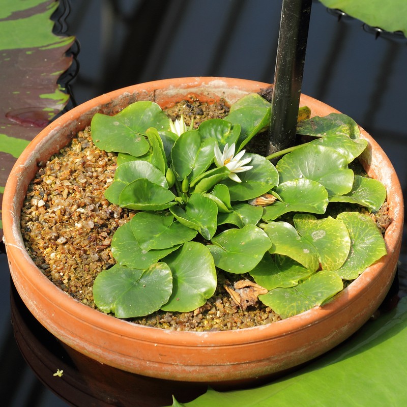 Nymphaea thermarum