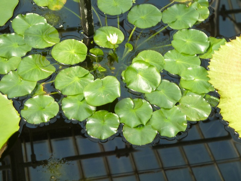 Nymphaea thermarum photo 2