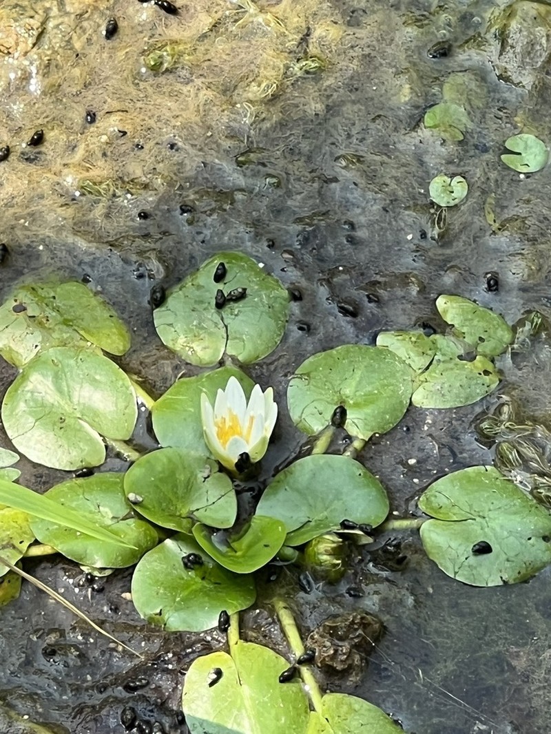 Nymphaea thermarum photo 4