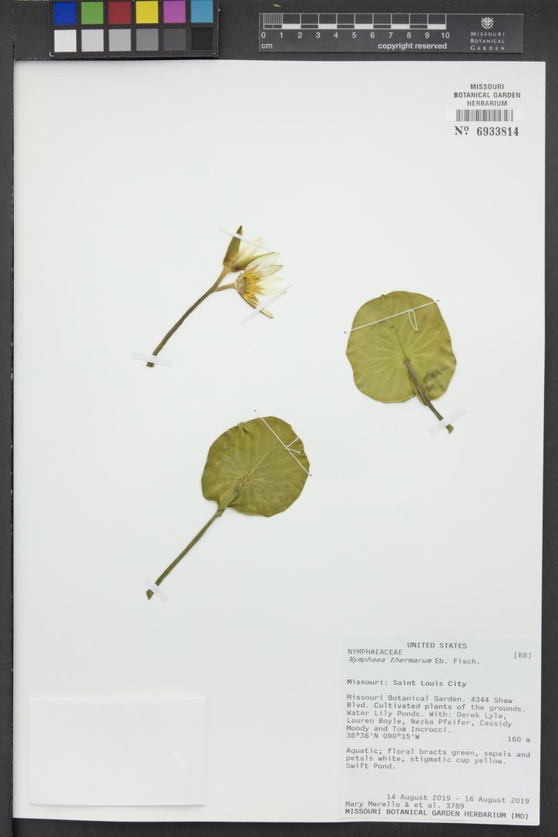 Nymphaea thermarum photo 6