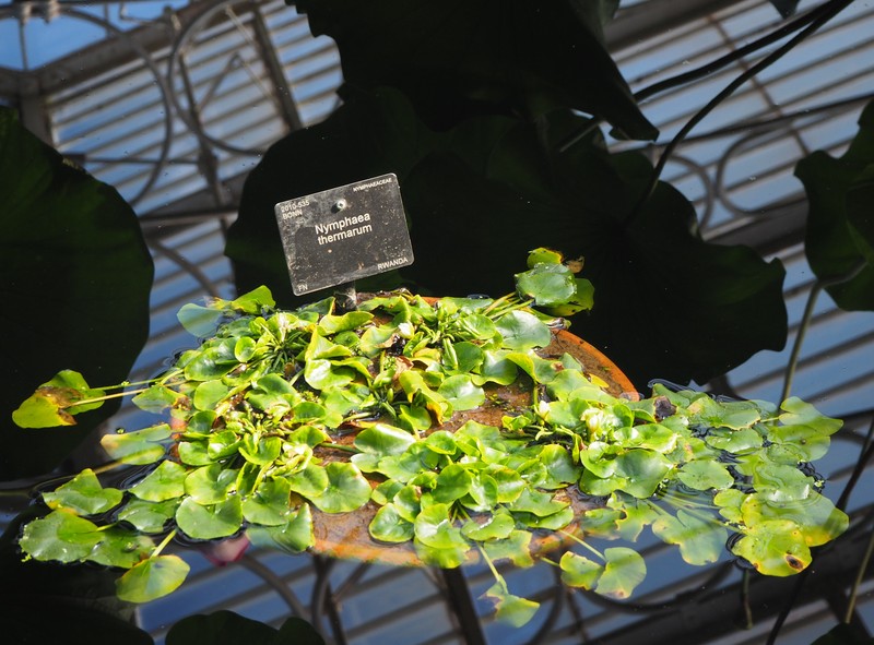 Nymphaea thermarum photo 7
