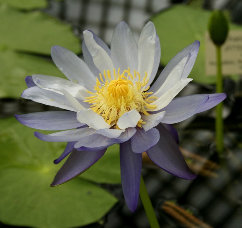 Nymphaea violacea