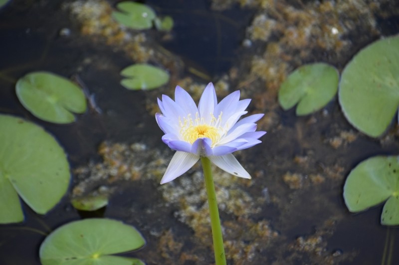 Nymphaea violacea photo 2