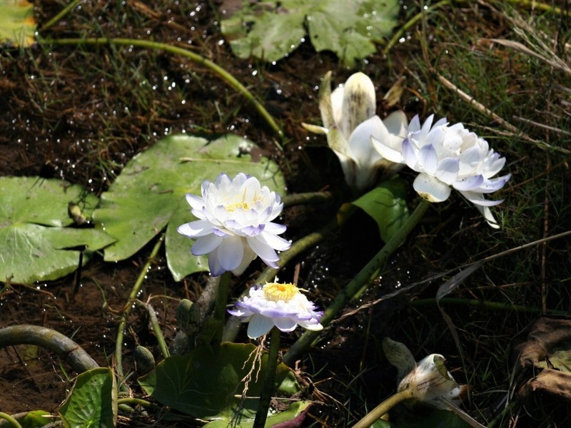 Nymphaea violacea photo 3