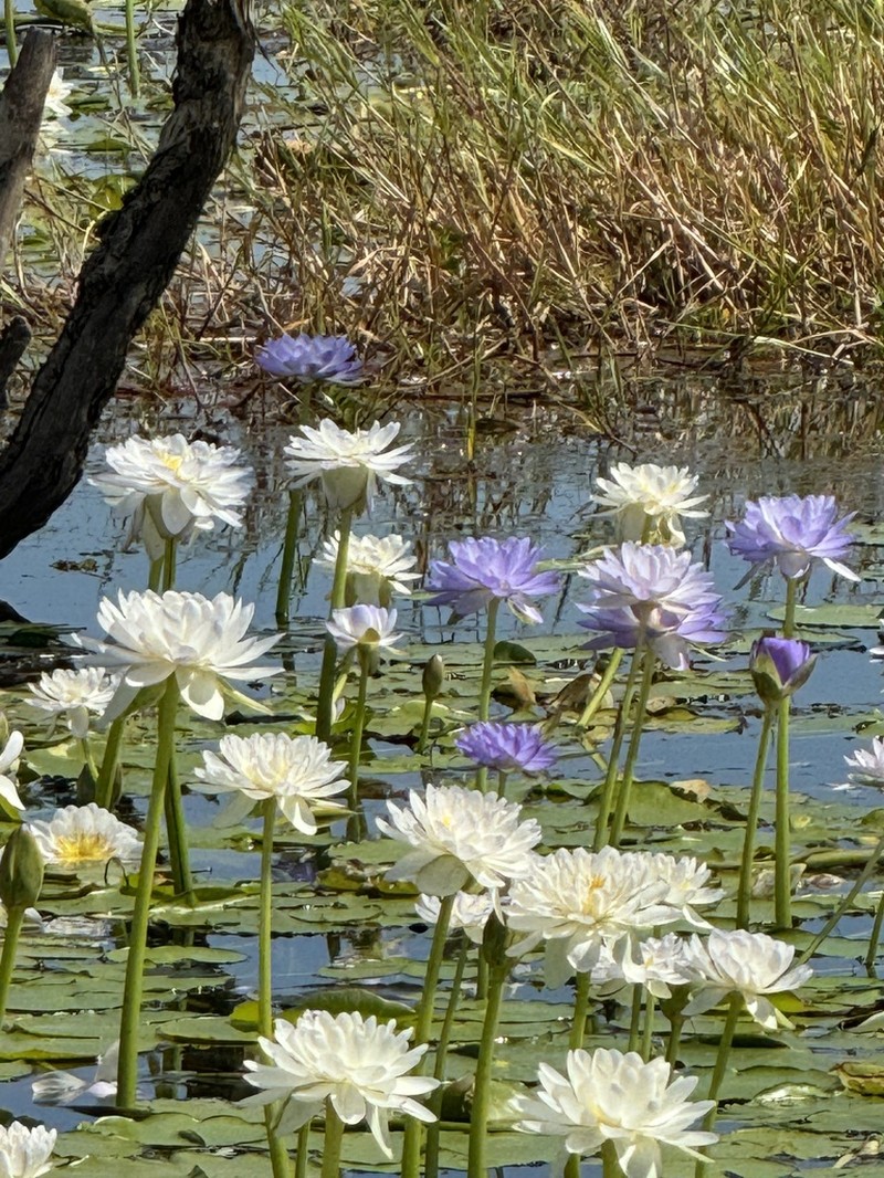 Nymphaea violacea photo 4