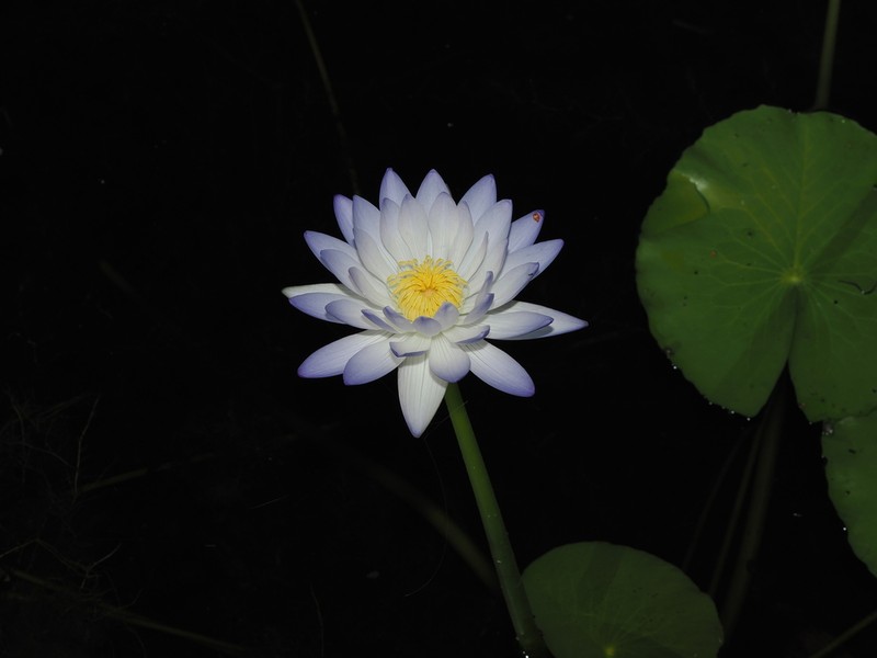 Nymphaea violacea photo 5