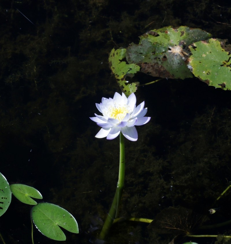 Nymphaea violacea photo 6