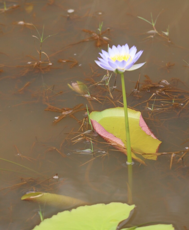 Nymphaea violacea photo 7