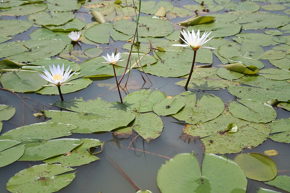Waterlily photo 5
