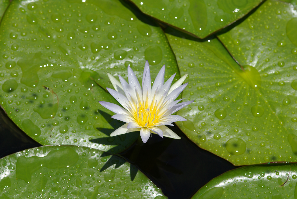 Waterlily photo 6