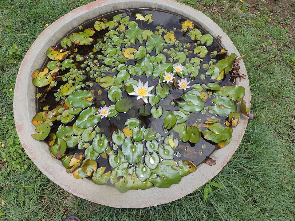 Waterlily photo 7