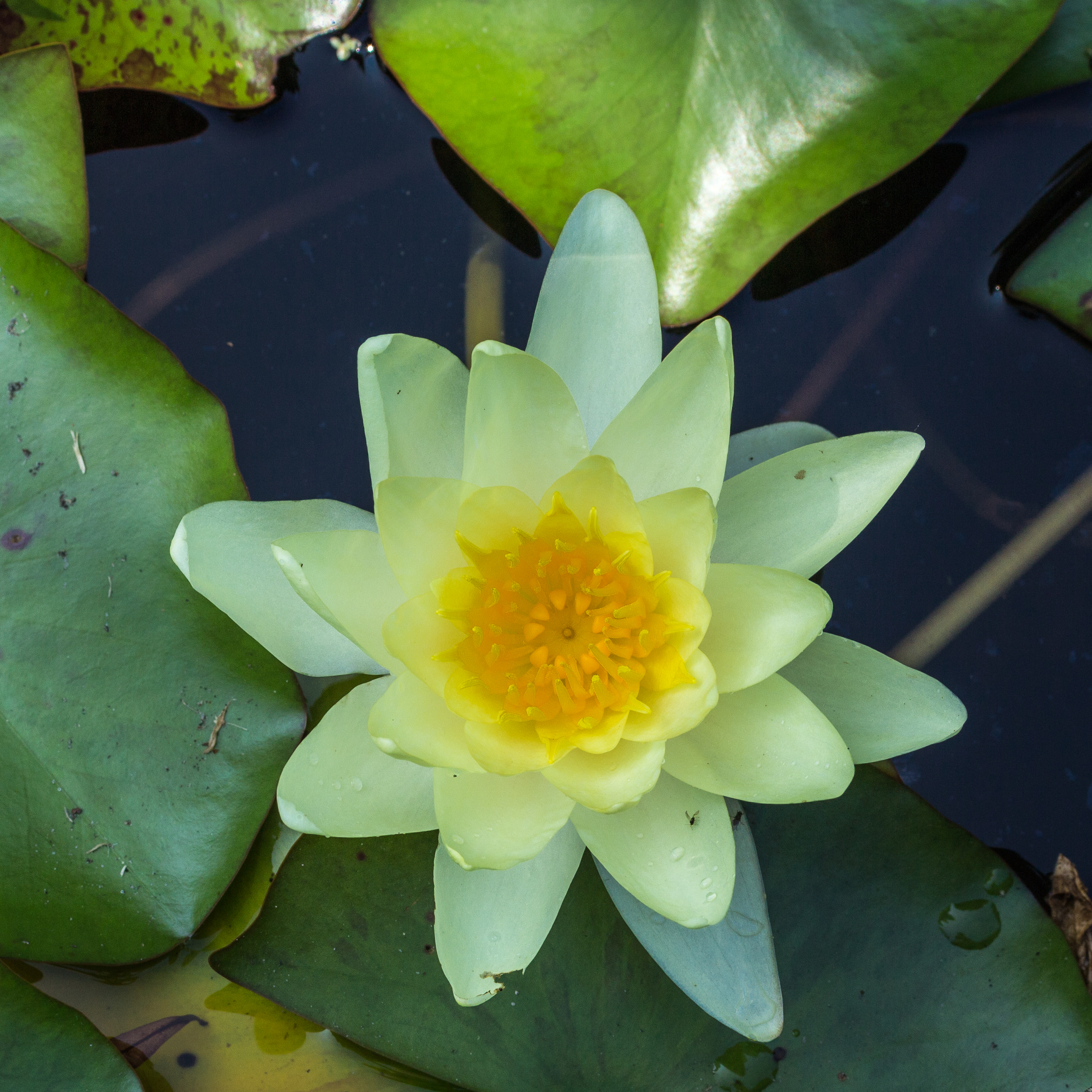 Waterlily photo 4