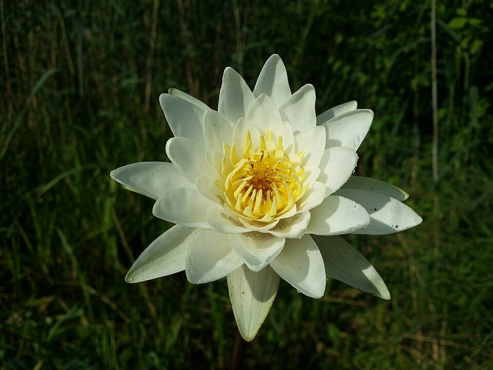 Waterlily photo 6