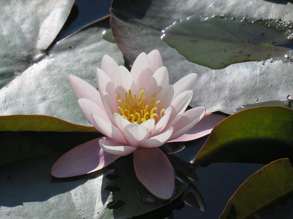 Waterlily photo 8