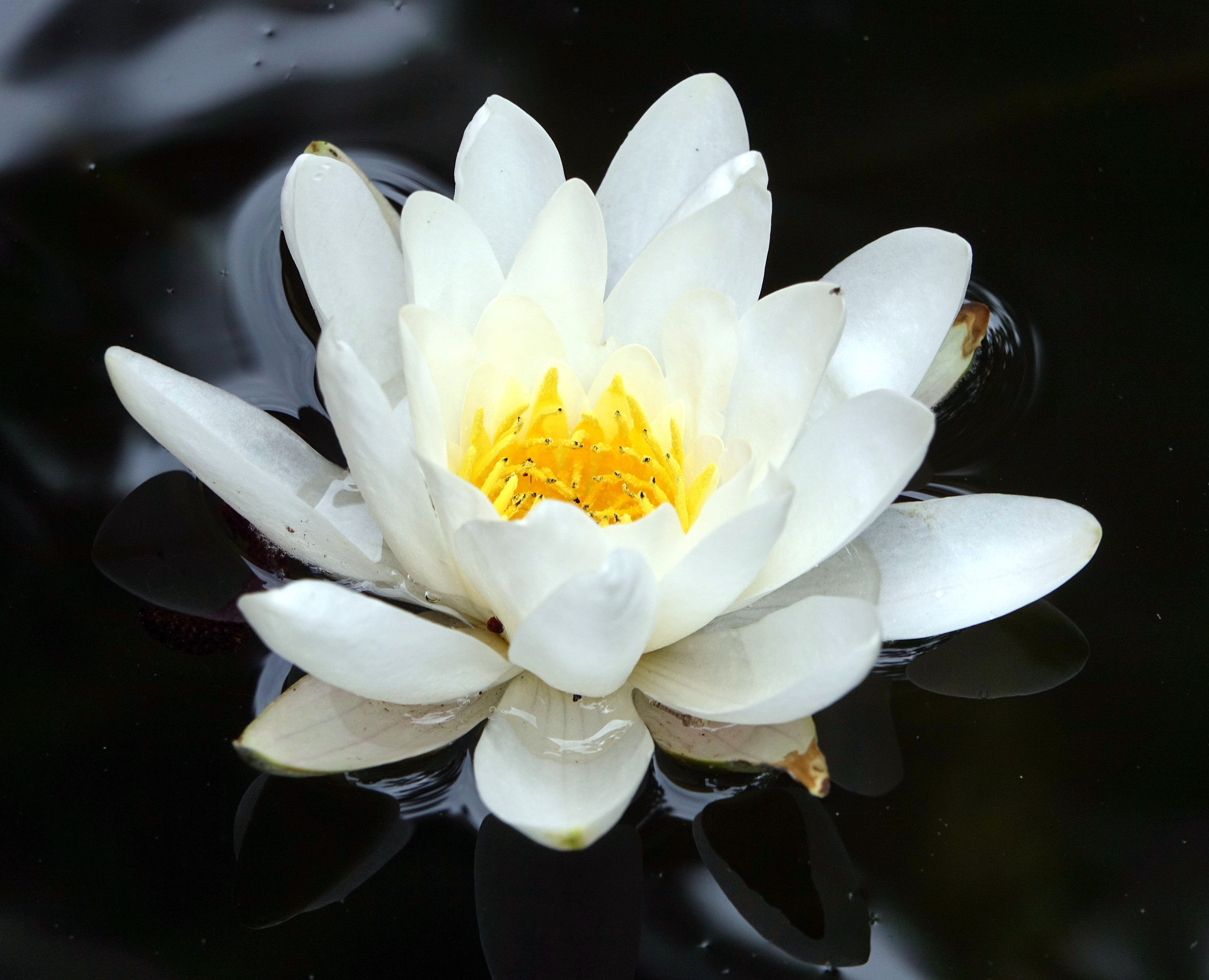 Waterlily photo 2