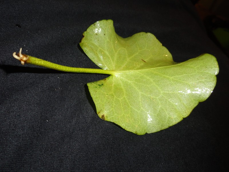 Big Floatingheart photo 3