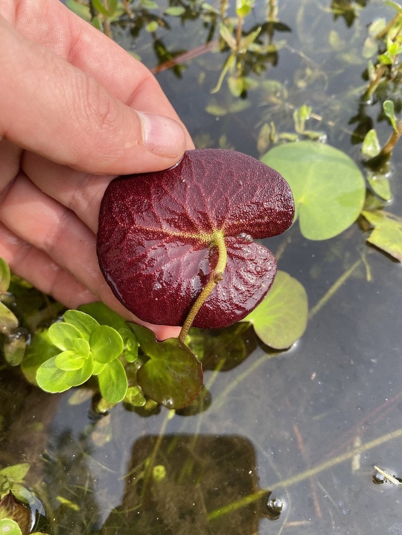 Big Floatingheart photo 4