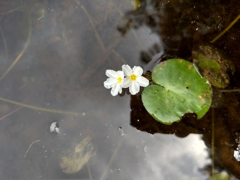 Big Floatingheart photo 5