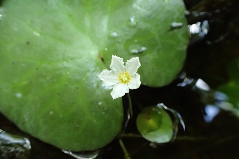 Big Floatingheart photo 6
