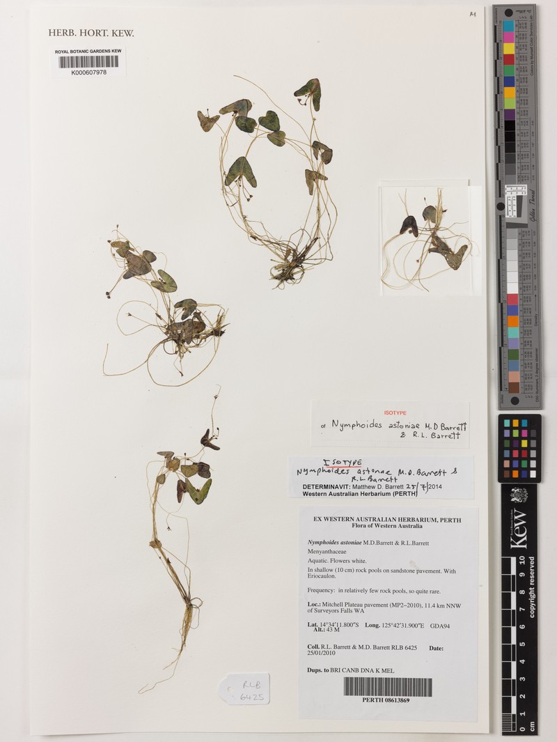 Nymphoides astoniae