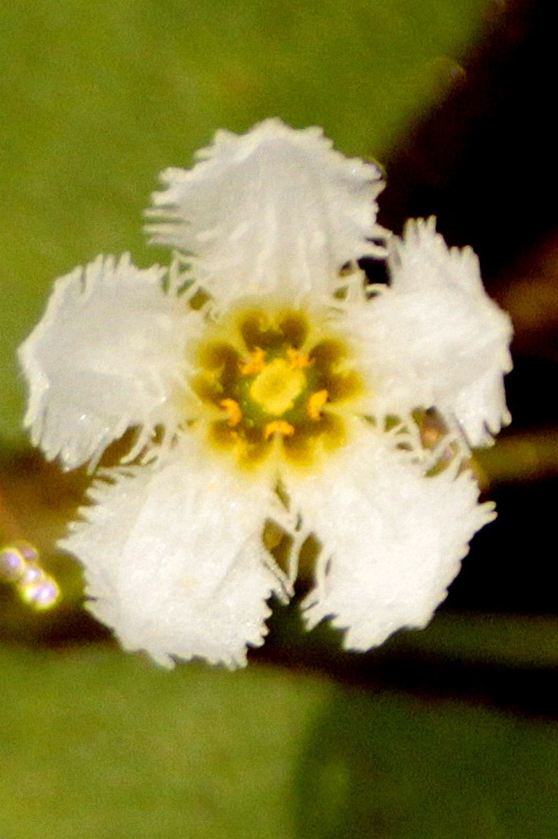 Nymphoides balakrishnanii