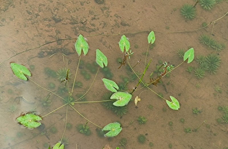 Nymphoides balakrishnanii photo 2