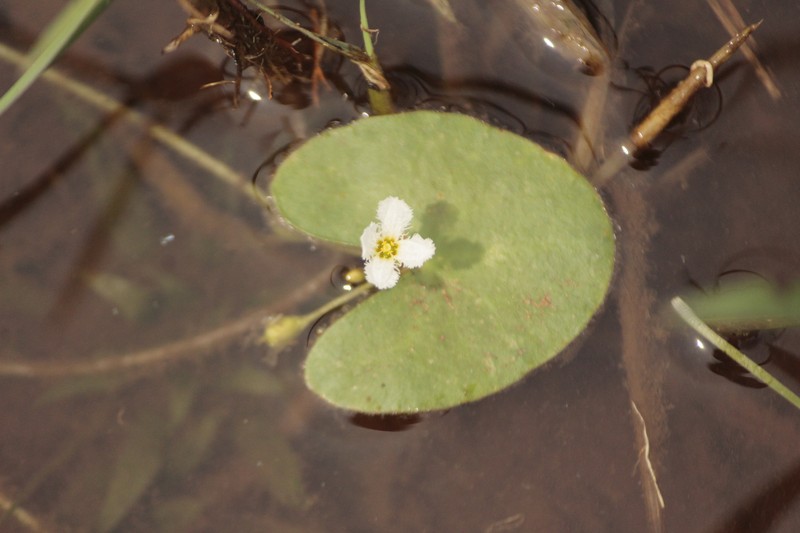 Nymphoides balakrishnanii photo 3
