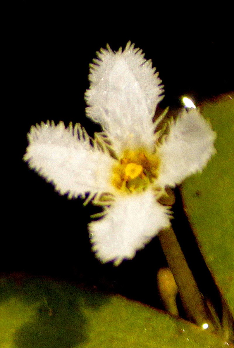 Nymphoides balakrishnanii photo 4