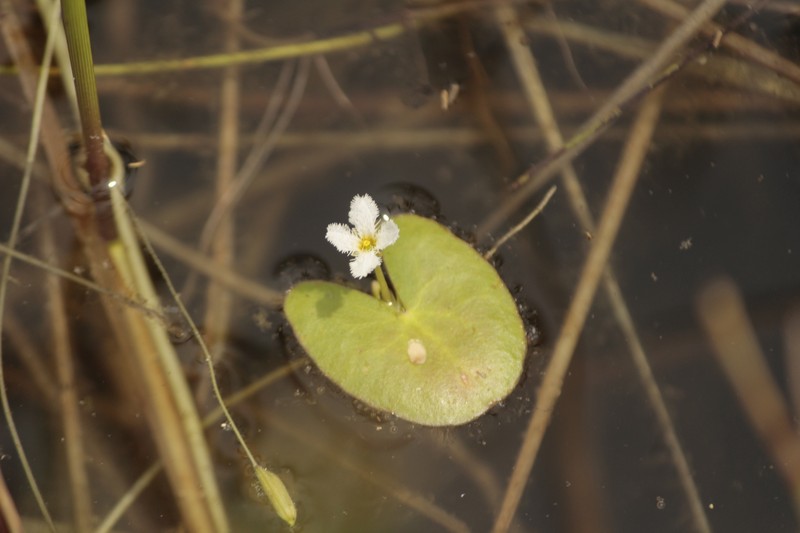 Nymphoides balakrishnanii photo 5