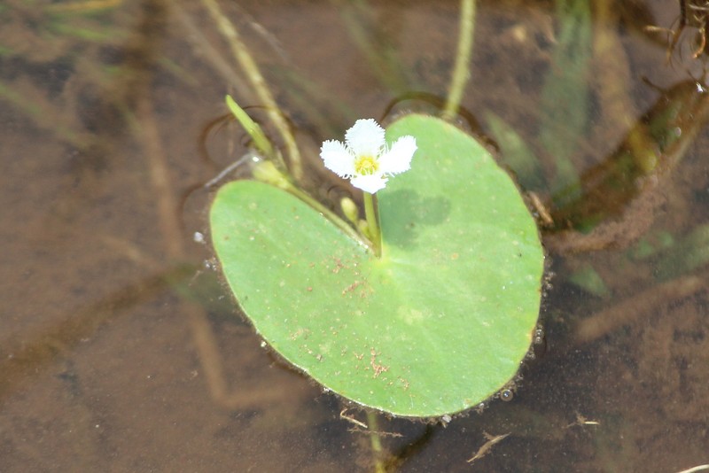 Nymphoides balakrishnanii photo 6