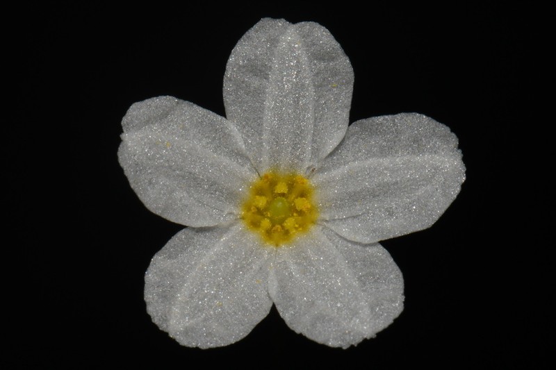 Little Floatingheart photo 2