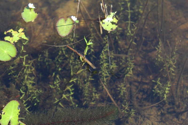 Little Floatingheart photo 3