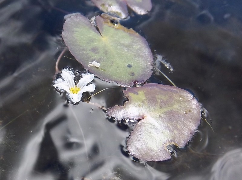 Little Floatingheart photo 4