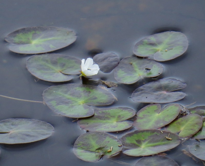 Little Floatingheart photo 5