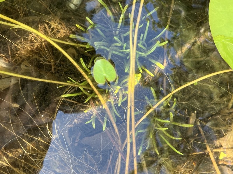 Little Floatingheart photo 6