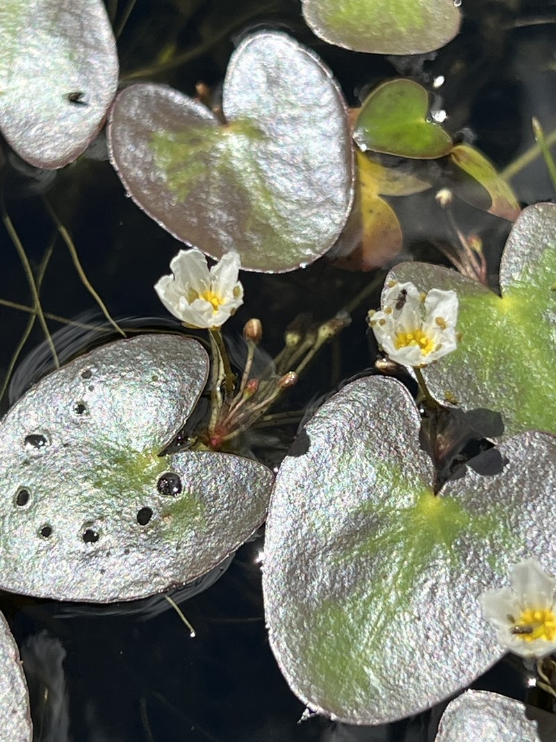Little Floatingheart photo 7