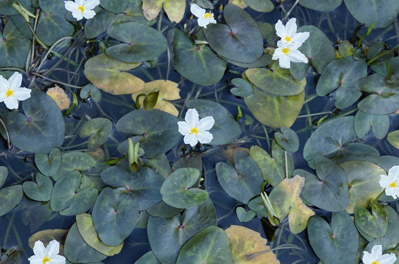 Crested Floatingheart photo 4