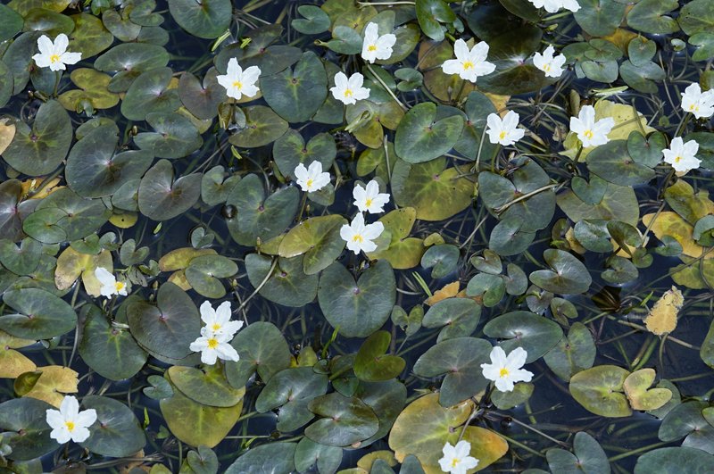 Crested Floatingheart photo 8