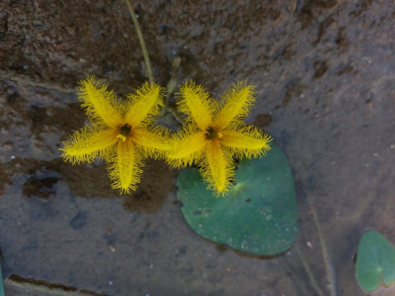 Nymphoides grayana photo 2