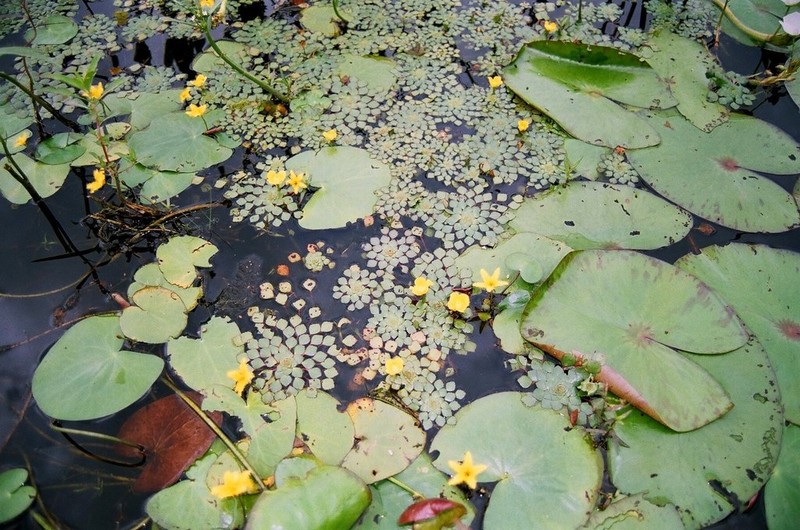 Nymphoides grayana photo 3