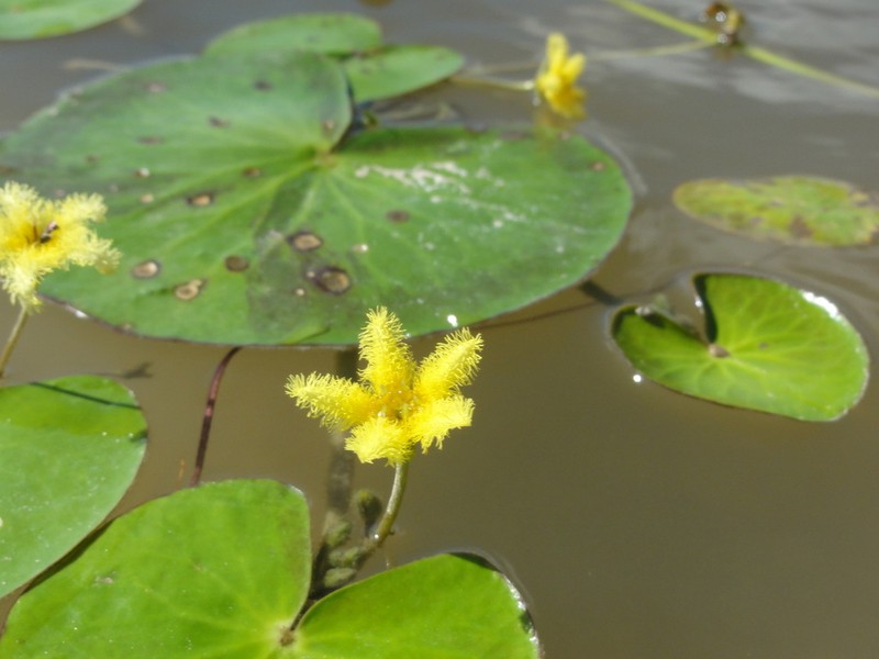 Nymphoides grayana photo 4