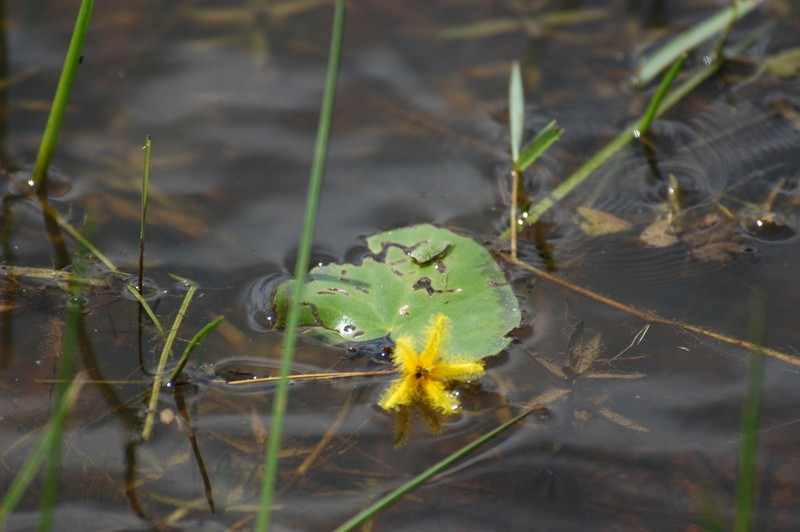 Nymphoides grayana photo 5