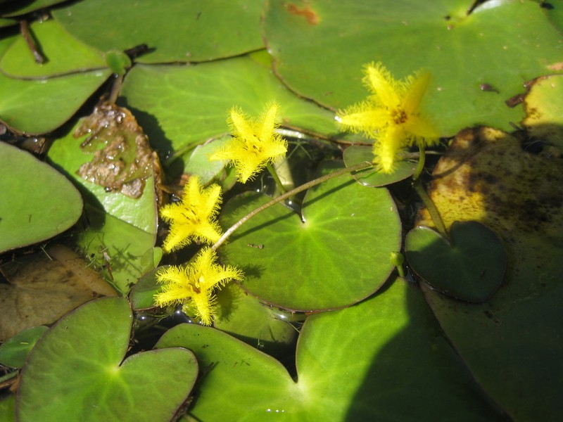 Nymphoides grayana photo 6