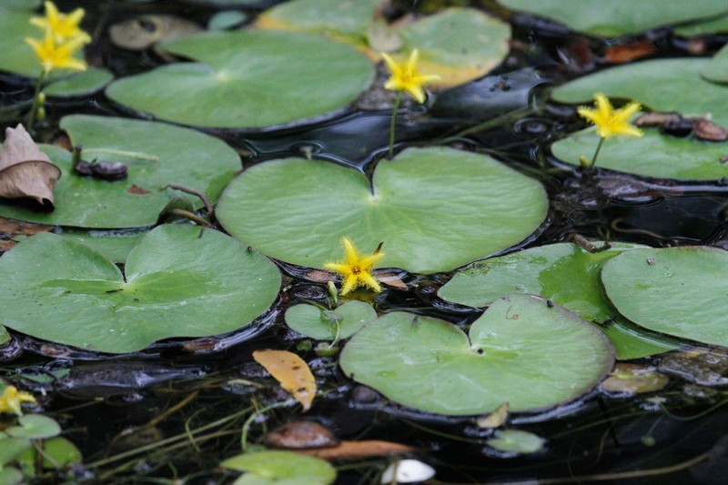 Nymphoides grayana photo 7